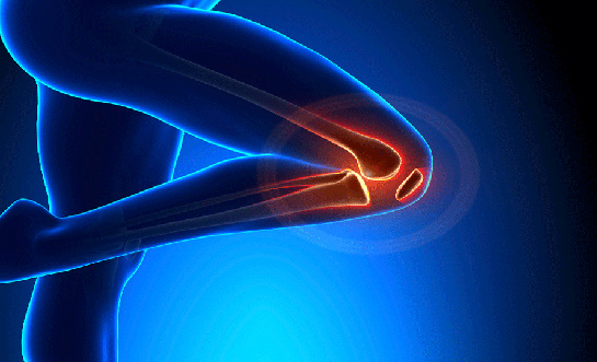 İlik Nedir Görevleri Nelerdir?