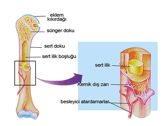 Sarı Kemik İliği Türleri ve Özellikleri